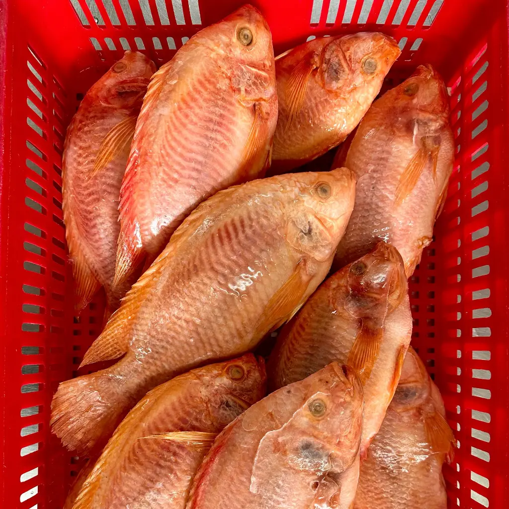 High_quality_Frozen_Red_Tilapia_size_500800_800_in_red_basket.webp