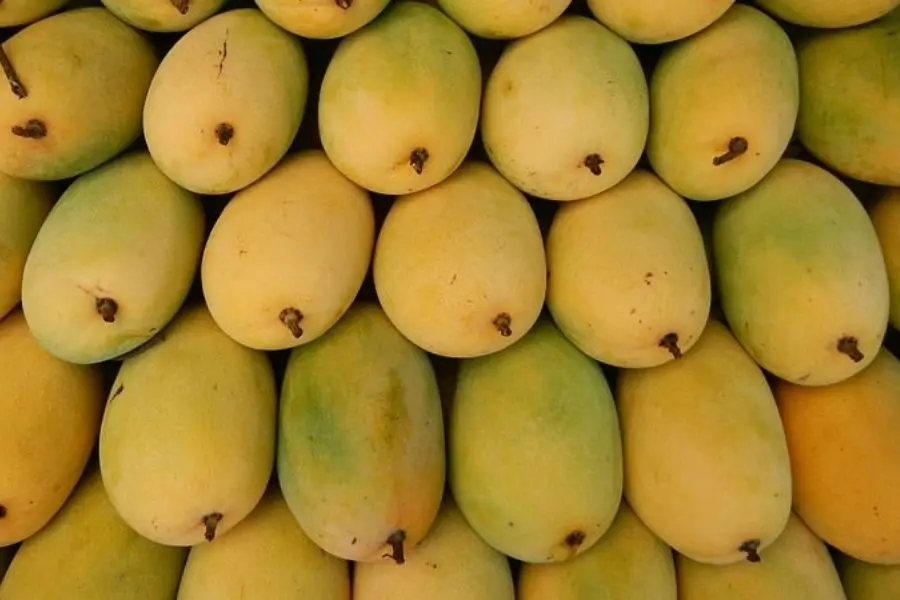 cach-chon-xoai-cat-hoa-loc-dung-chuan.webp
