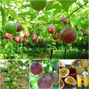 Passion Fruit
