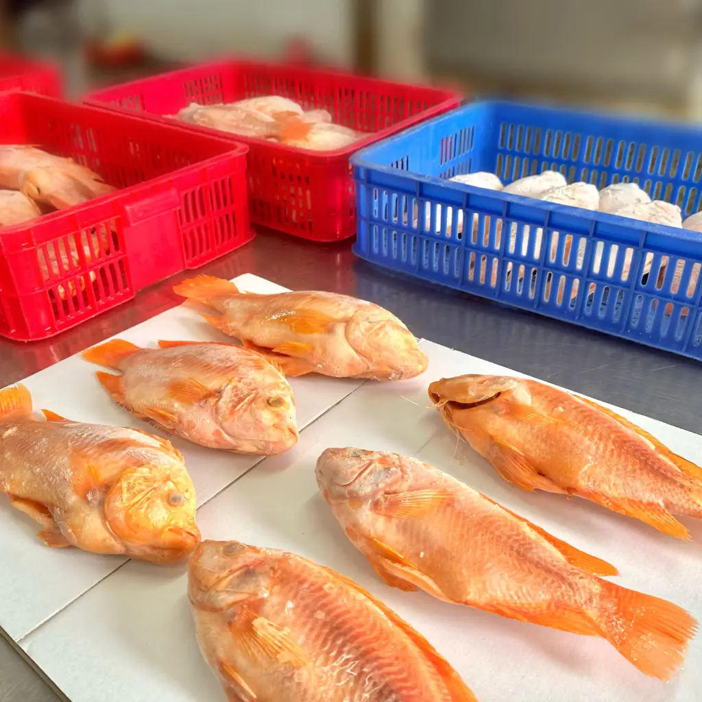 Cá Rô Phi Đông Lạnh